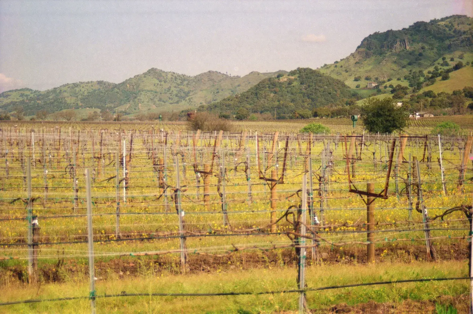 A Napa Valley vineyard at golden hour