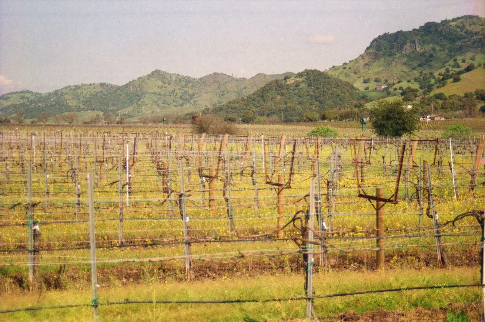 A Napa Valley vineyard at golden hour